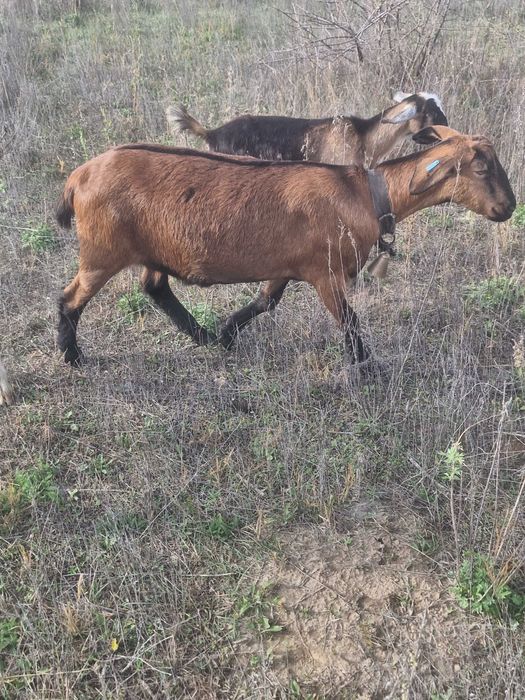 Disponibile 3 iede gestante si 1 capra la 2 fatare