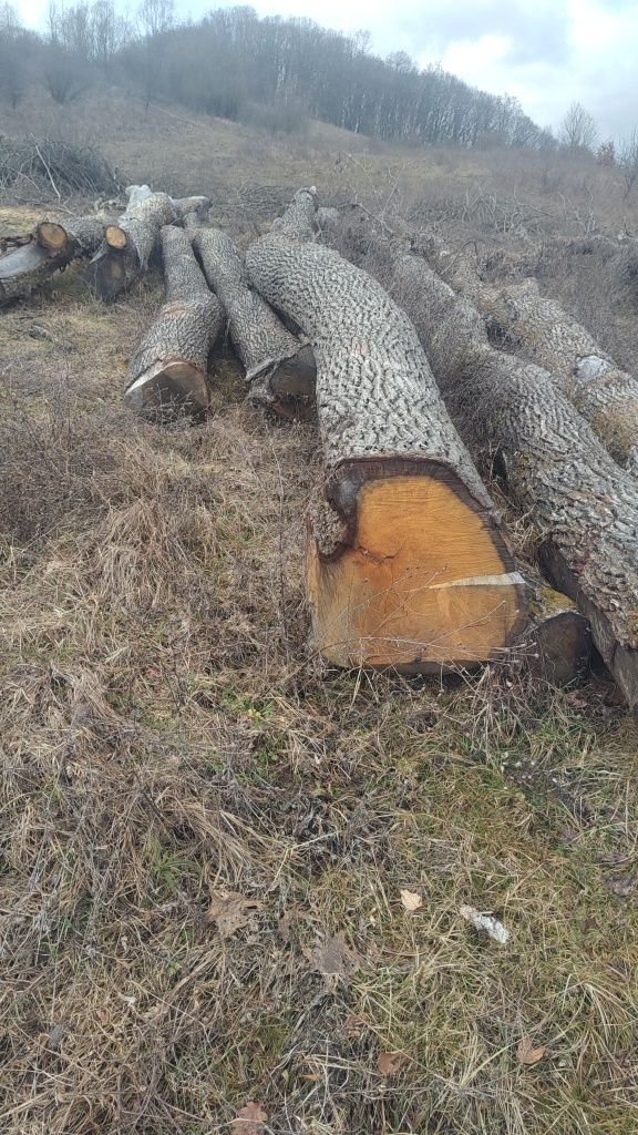 Vând buștean stejar