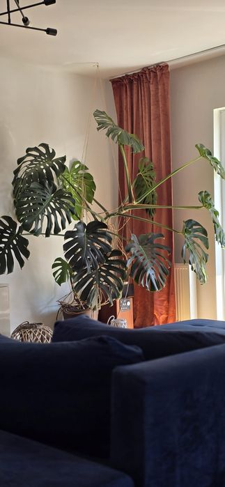 Planta decorativa cu frunze verzi Monstera Deliciosa  ( Filodendron )