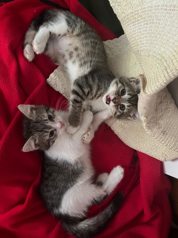 Отдам котят в добрые руки