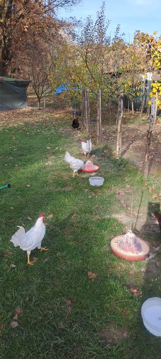 Vând cocosi Leghorn