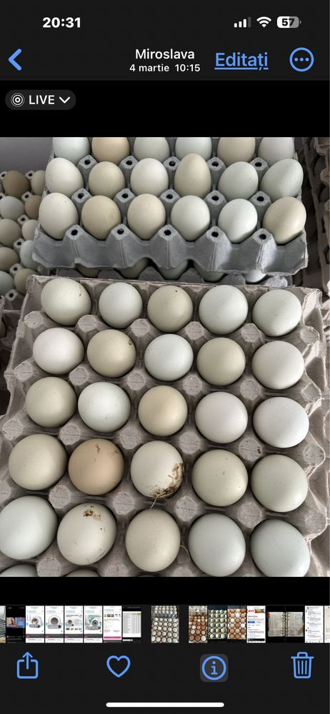 Oua verzi,albastre de la gaini Araucana numai pt CONSUM.NU pt INCUBAT