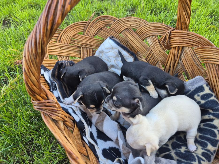 Мини чихуахуа пет момченца