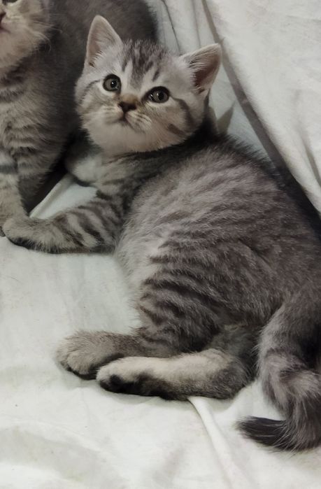 Шотландские котята !