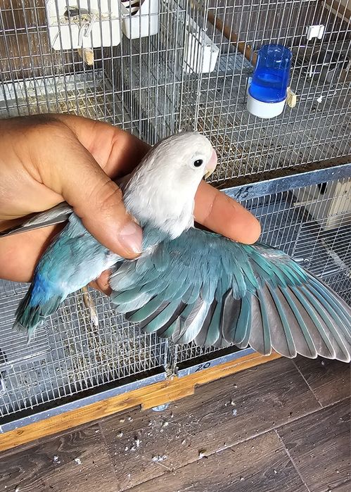 Pui Agapornis Fischeri