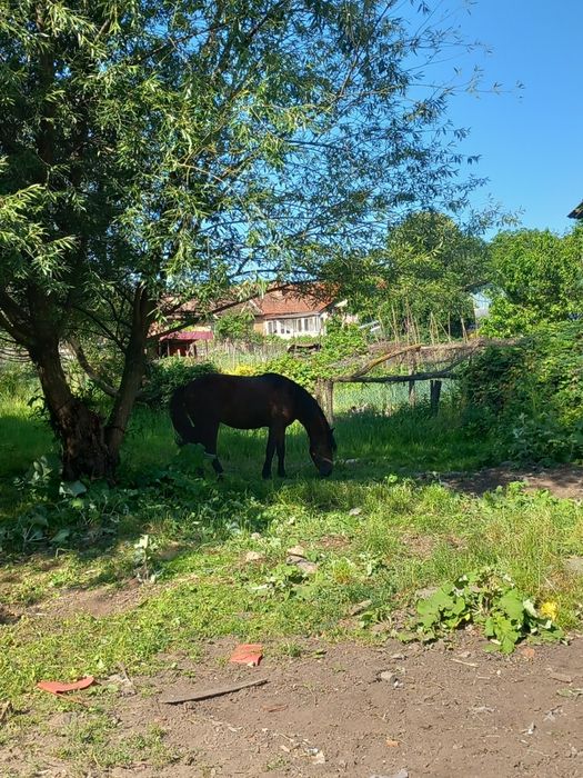 Armăsar de vanzare 2 ani jumate