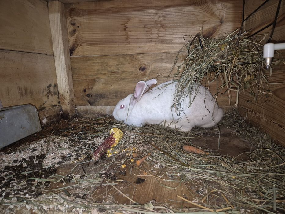 Vând iepuriță pt carne