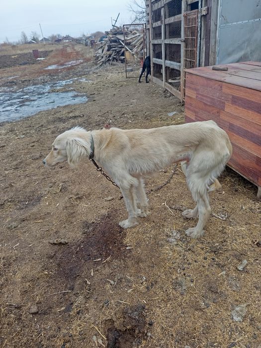 Тазы арлан мощный