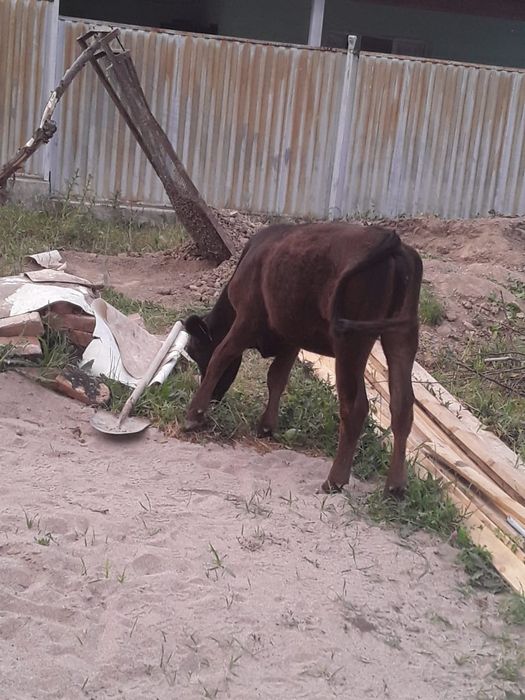 11.аилык.тана.сатылады