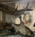 Schimb Pesti acvariu Silver shark