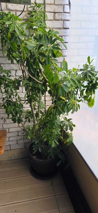 Plante naturale exotice