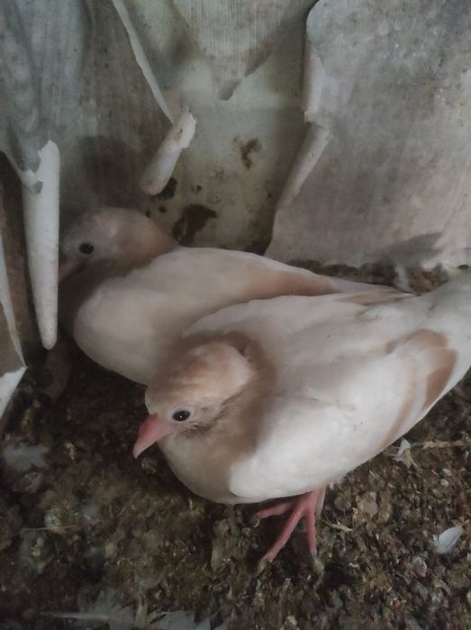 Продаются голуби