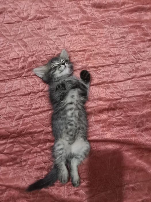 Отдадим в заботливые руки кошечку за шоколадку 2 месяца