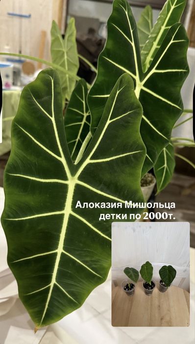 Алоказии. Эпипремнум золотистый. Бегония шервуд форест. Строманта.