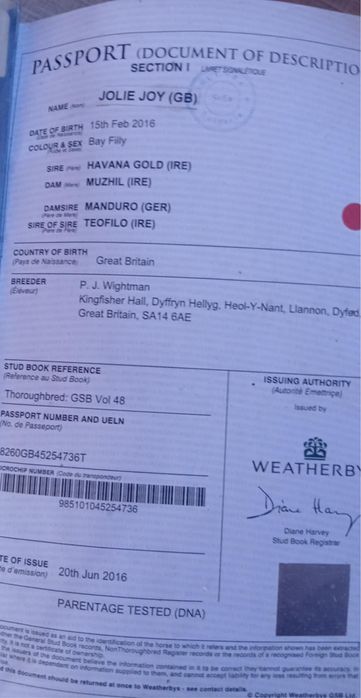 Vand Iapa Pur Sange Englez