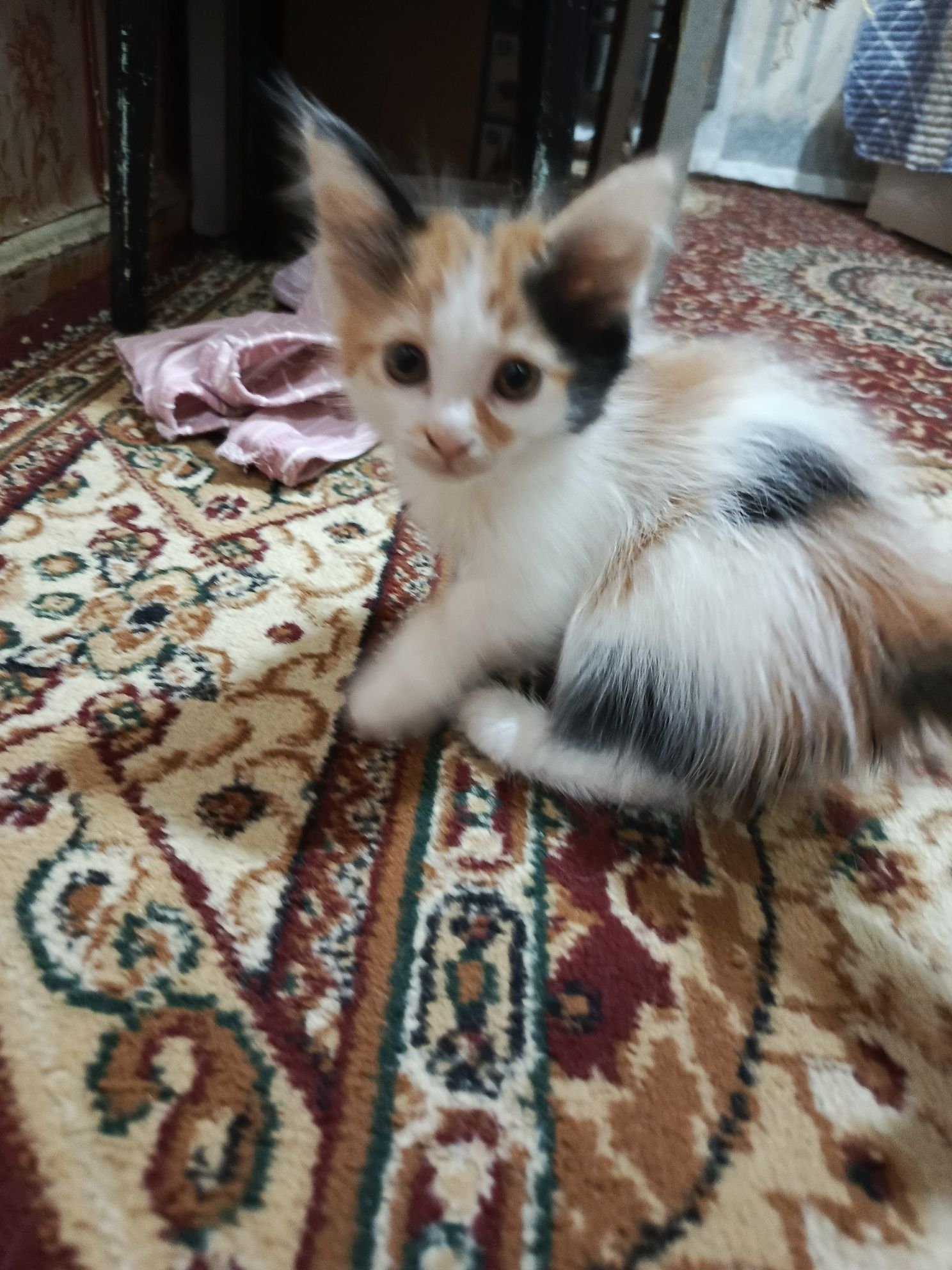 Котята в хорошие руки
