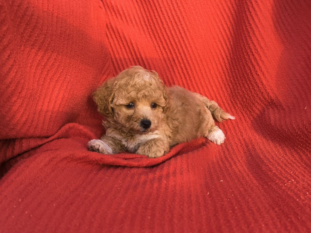 Vand baietel maltipoo f1 mini toy