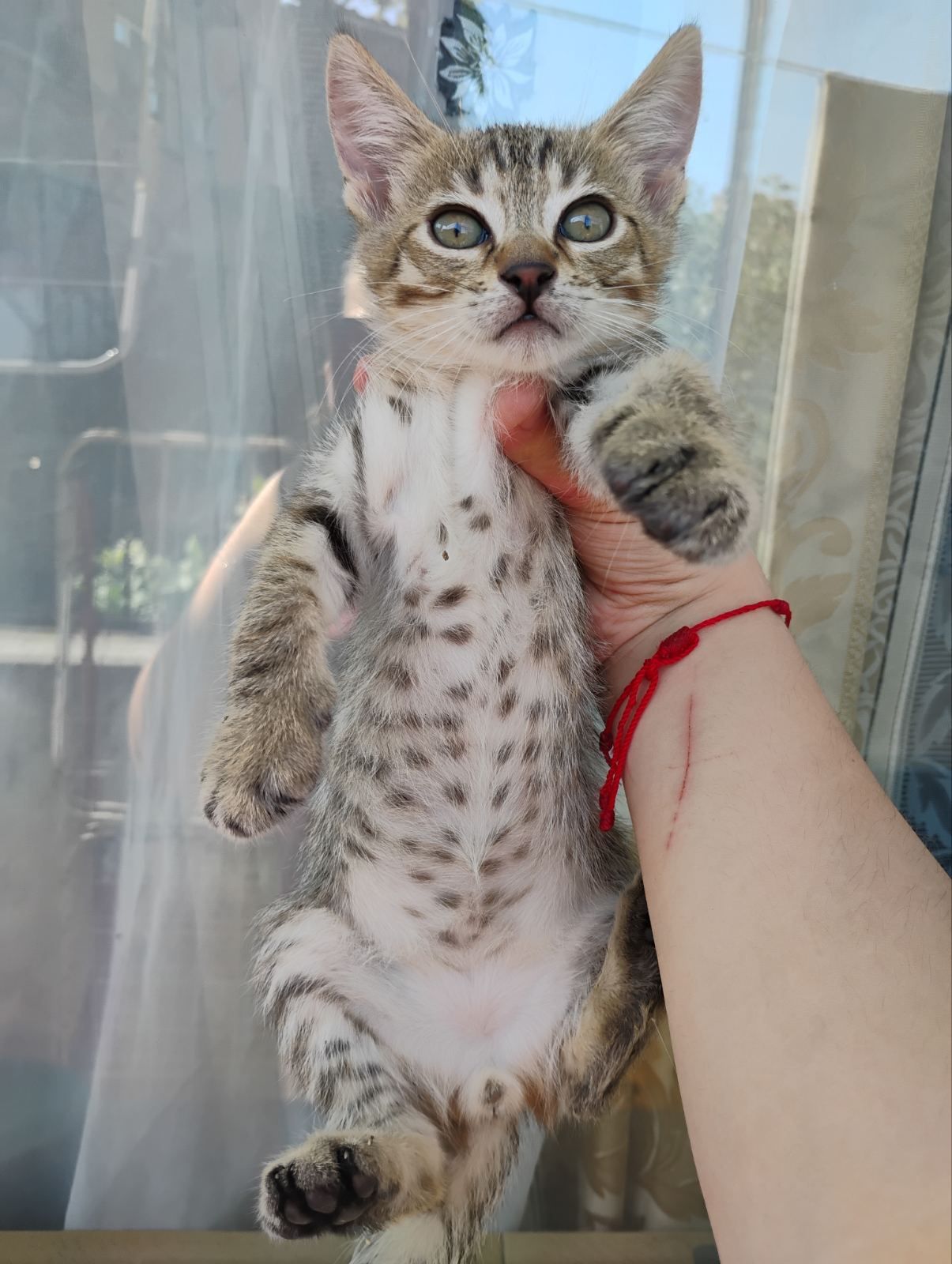 Подарявам мъжки котенца