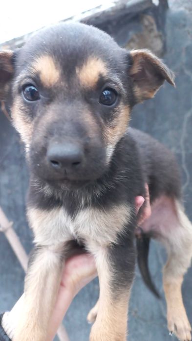 Отдам в добрые руки щенят