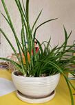 Сортовые сансевиерии Sansevieria Moto, Bacularis, Boncellensis и др