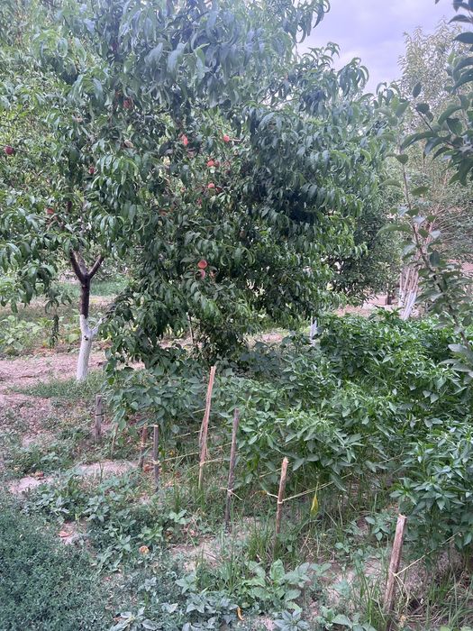 Срочно продается земельный участок 11,5 соток в Келесе