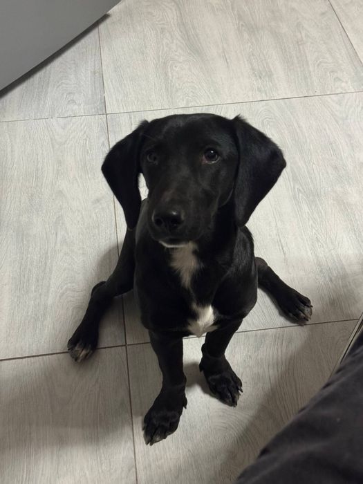 Отдам собачку (6 месяцев) породы такса в добрые руки