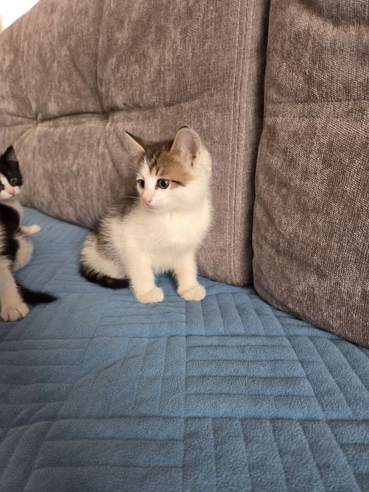 Отдам котят в добрые руки. 4 котёнка.