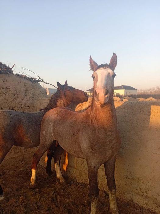 Семіз тайлар сойылады