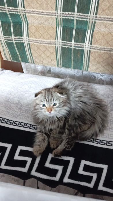 Отдам в хорошие руки кошечку. Ест всё.  К лотку приучена