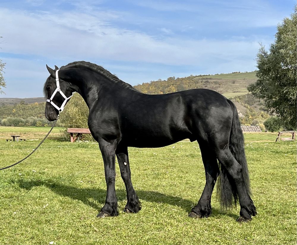 Frizian Armasar Friesian