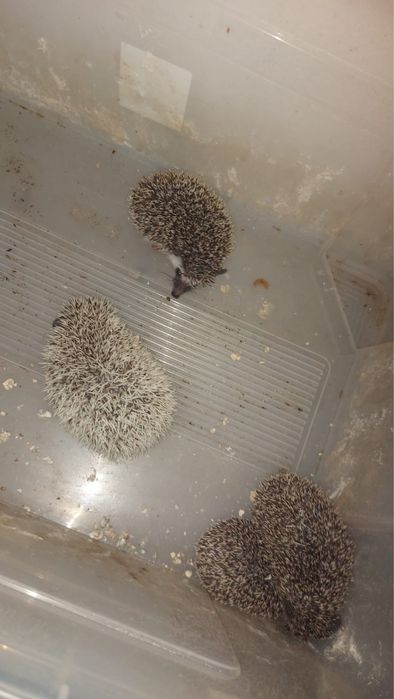 Vand Arici pitic african