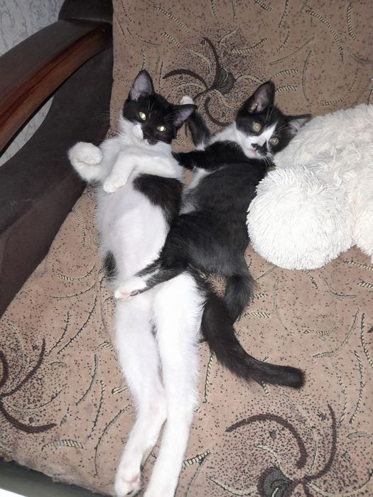 Отдадим в добрые руки котят