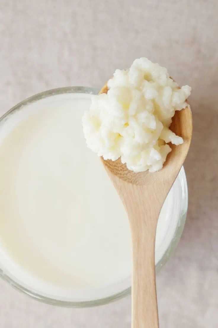 Granule kefir (chefir) doua porții + SCOBY kombucha și lichid starter