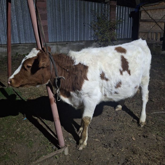 Теленок и телочка