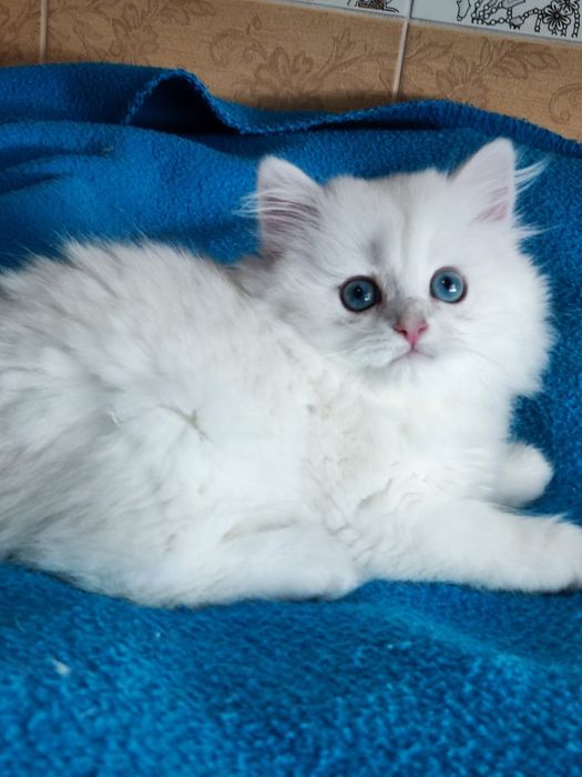 British LH ns :11 :33  femela.