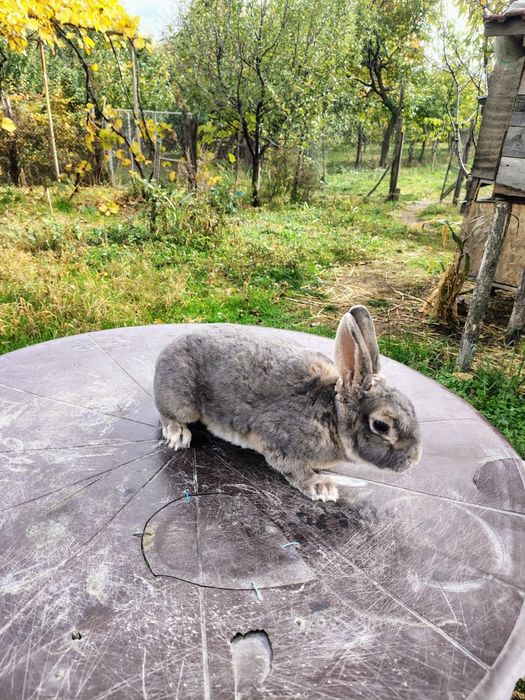 Uriaș de Transilvania, Hycole francez și Rex pitic