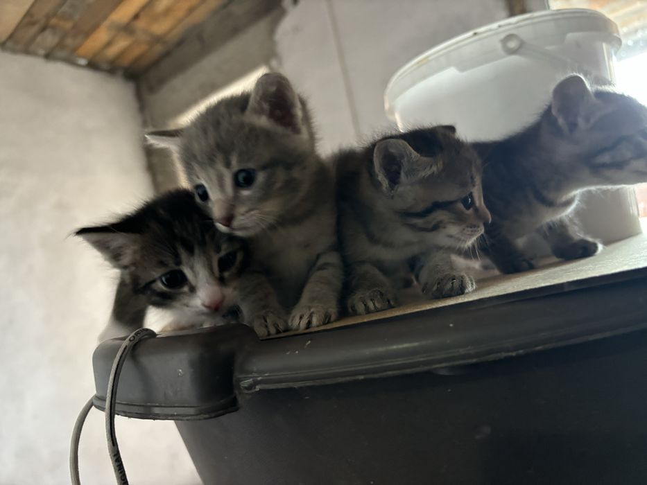 Котята ищум дом и хороших хозяев