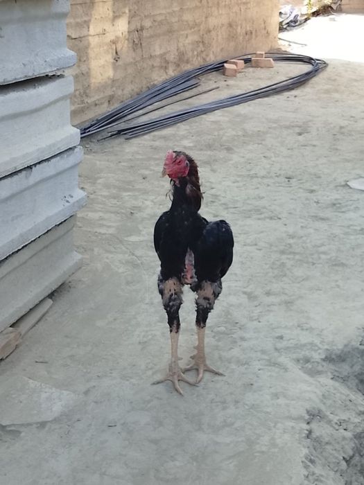 Kulangi xoʻroz Sotiladi