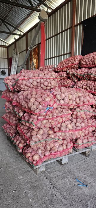 Cartofi consum / cartofi samanta / cartofi animale