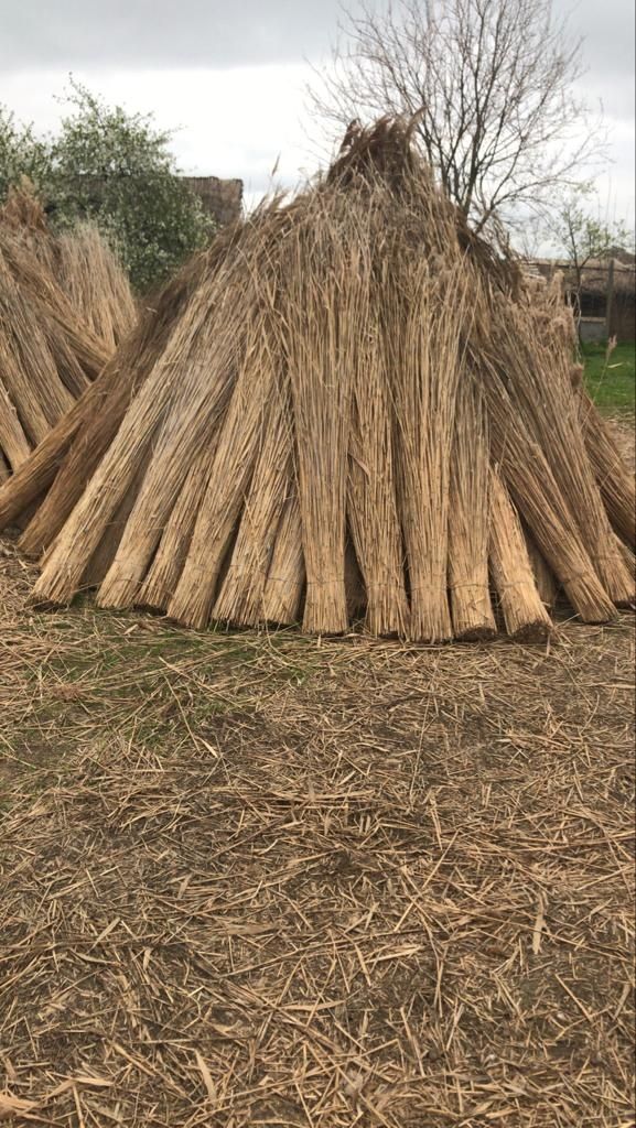 Reed harvested in 2024 quantity 20 trucks