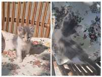 Барби+котенца подарява