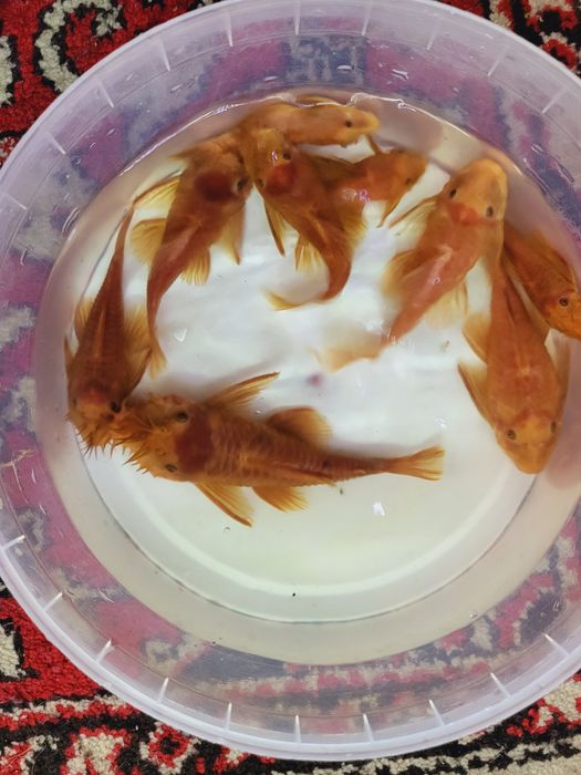 Vând peștii de acvariu