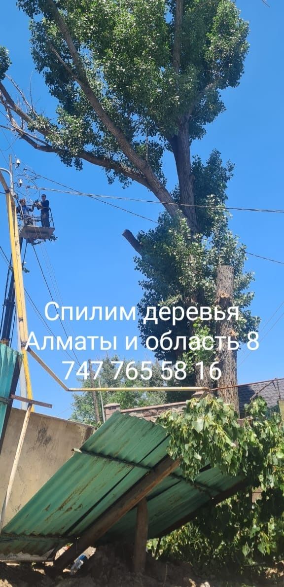 Спил дерево и обрезка плодовых деревьев