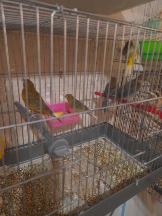 Канарейкалар сотилади