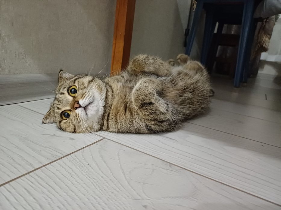 В добрые руки шотландская вислоухая