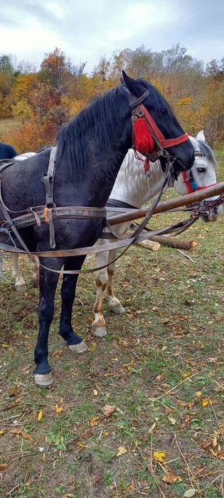 Animal , Iapă vârstă 5 ani