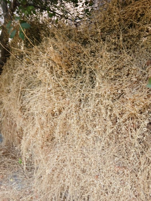 Клевер беда бойланган