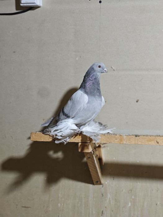 Kaptar kabutar golubi golubey uddi