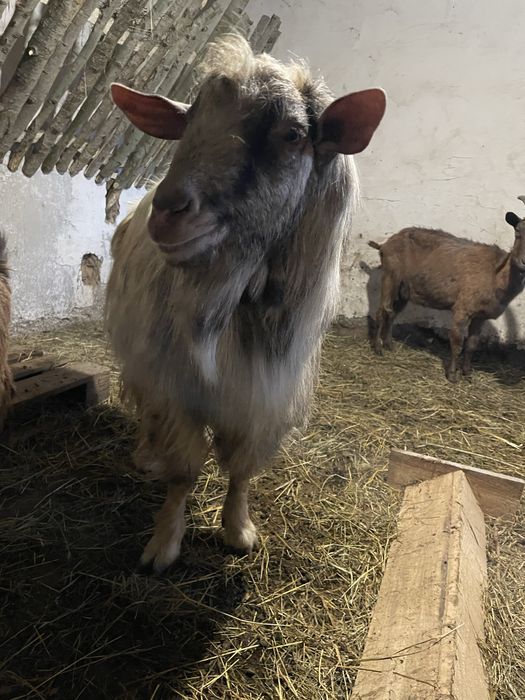 Vând capre tinere bune de lapte prețul pleacă de la 300 de lei .