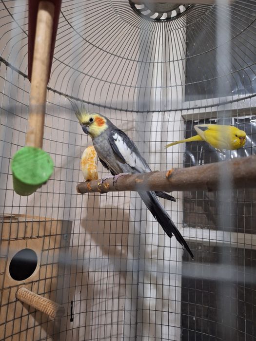 Папугай карела продаётся